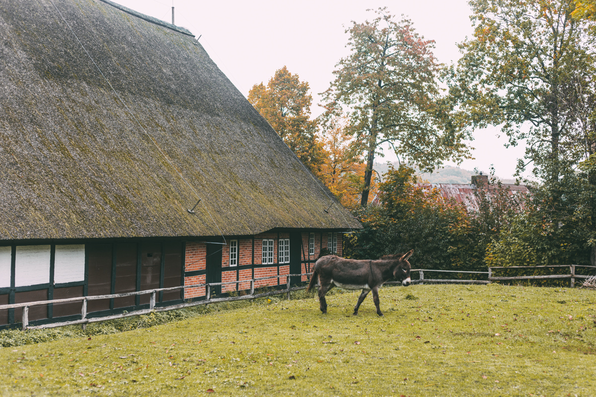 Esel vor Reetdachhaus